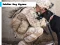 Xogo Soldier Dog Jigsaw en liña