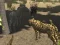 Xogo African Cheetah Hunting Simulator en liña