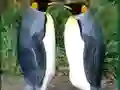 Xogo Penguin Puzzle en liña