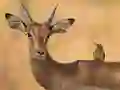 Xogo Wild Deer Jigsaw en liña