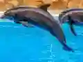 Xogo Sea Dolphin Jigsaw en liña