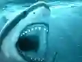 Xogo Hungry Shark en liña