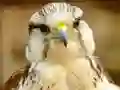 Xogo Gyrfalcon Jigsaw en liña