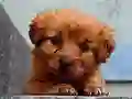 Xogo Puppy Puzzle en liña