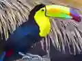 Xogo Toucan Bird Jigsaw en liña