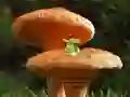 Xogo Mushroom Plant Land Escape en liña