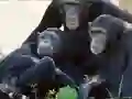 Xogo Funny Chimpanzee Jungle Escape en liña