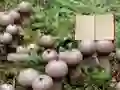 Xogo Lycoperdon Mushroom Land Escape en liña