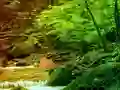 Xogo Peaceful Rainbow Forest Escape en liña