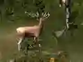 Xogo Sniper Hunting Deadly Animal en liña