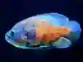 Xogo Tiger Fish Jigsaw en liña