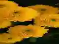 Xogo Chrysanthemums Jigsaw en liña