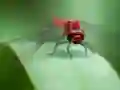 Xogo Dragon Fly Jigsaw en liña
