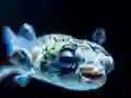 Xogo Puffer Fish Jigsaw en liña