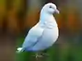Xogo Realistic Pigeon Rescue en liña