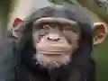 Xogo Chimpanzee Jigsaw en liña