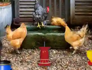 Xogo Poultry Farm Easter Escape en liña