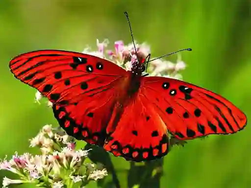 Xogo Nature Jigsaw Puzzle Butterfly en liña