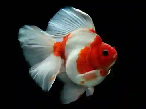 Xogo Gold Fish Jigsaw Puzzle en liña