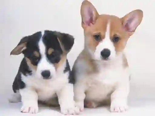 Xogo Cute Puppies Puzzle en liña