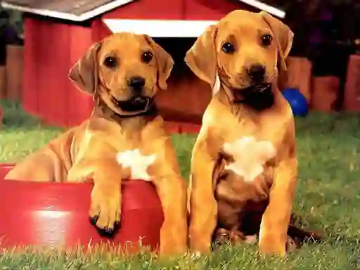 Xogo Puppy Pairs Puzzle en liña