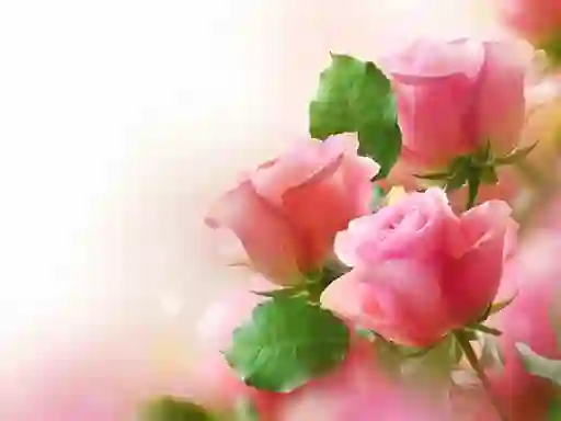 Xogo Pink Roses en liña