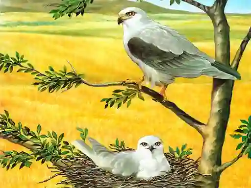 Xogo Birds Of Prey Puzzle en liña
