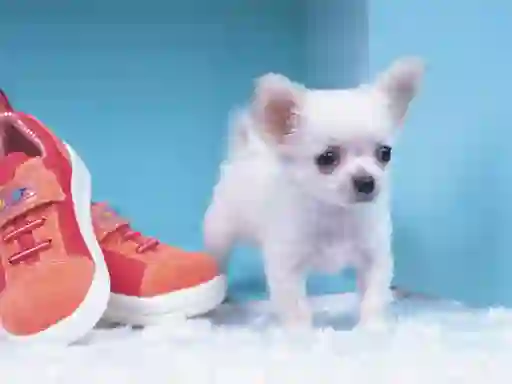 Xogo Lovely Puppy Puzzle en liña