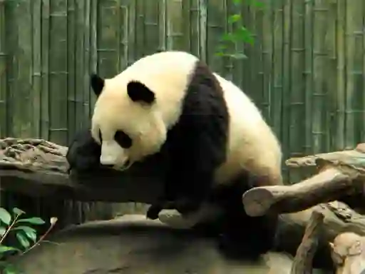Xogo Pandas Puzzle en liña