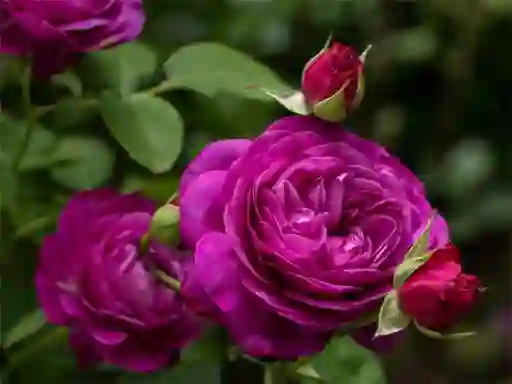 Xogo Purple Roses en liña