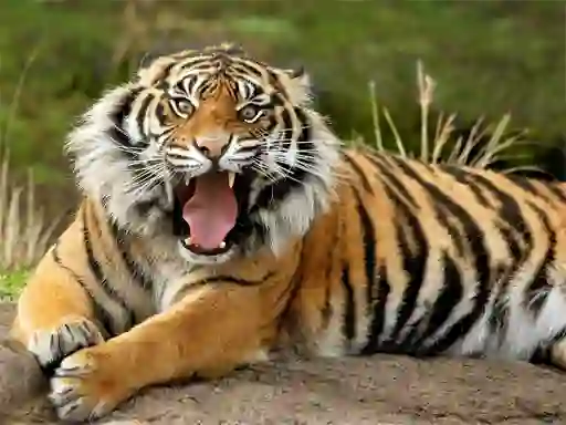 Xogo Animals Jigsaw Puzzle Tiger en liña