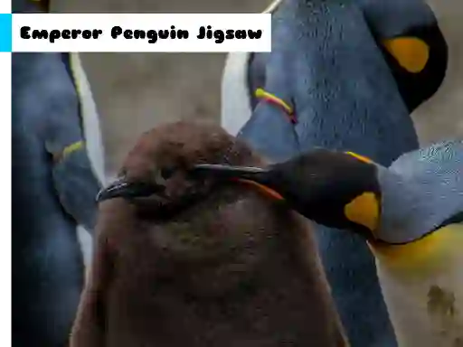 Xogo Emperor Penguin Jigsaw en liña