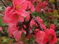 Xogo Flores de primavera: obxectos escondidos  en liña