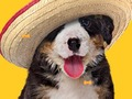 Xogo Funny Dog: Ósos ocultos  en liña