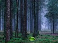 Xogo Atardecer místico no bosque  en liña