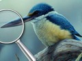 Xogo Aves 5 diferenzas  en liña