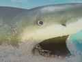 Xogo A Tiburón  en liña