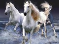 Xogo Cabalos  en liña