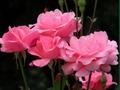 Xogo Rosas rosas  en liña