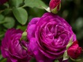 Xogo Rosas roxas  en liña
