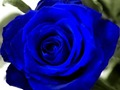 Xogo Rosas azuis  en liña