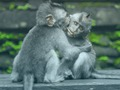 Xogo Jigsaw de chimpancés  en liña