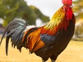 Xogo Crebacabezas de aves domésticas  en liña