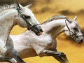 Xogo Carreira de cabalos  en liña