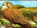 Xogo Puzzle de aves rapaces  en liña