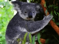 Xogo Oso lindo bebé Koala  en liña