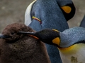 Xogo Pingüín Emperador  en liña