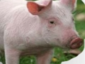Xogo Rascar e adiviñar animais  en liña