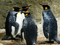 Xogo Pingüín Rei  en liña