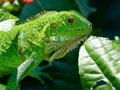 Xogo Iguana salvaxe  en liña